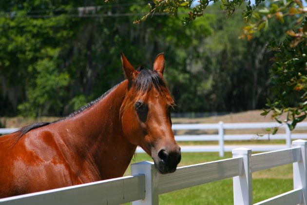 Horse Picture